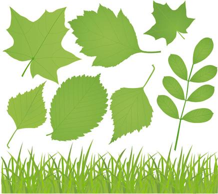 different leaves design elements vector