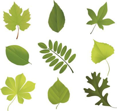 different leaves design elements vector