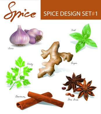 different spices design set vector