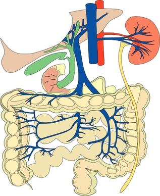 Digestive Organs Medical Diagram clip art