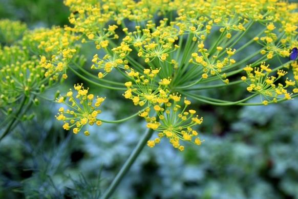 dill flowers anethum