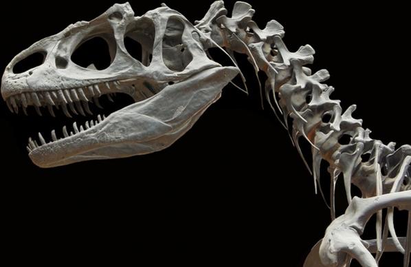 dinosaur allosaurus skeleton