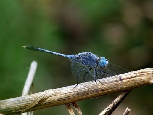 diplacodes trivialis dragonfly insect