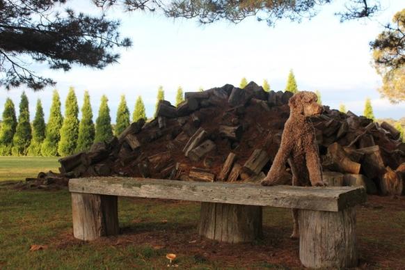 dog and logs