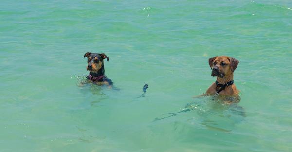 dog beach fun