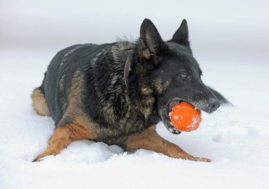 dog canine winter