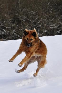 dog play jump