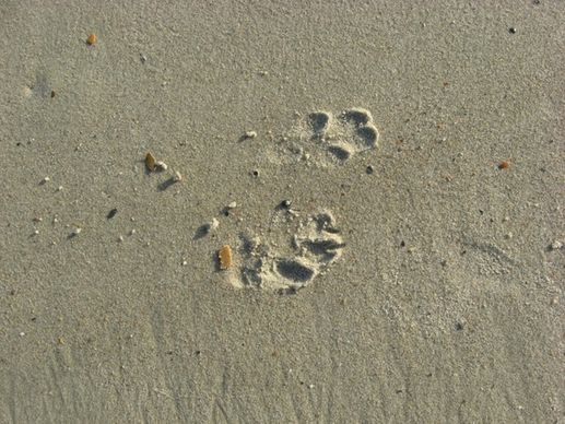 dog prints in sand