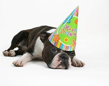 dog wearing a birthday hat stock photo