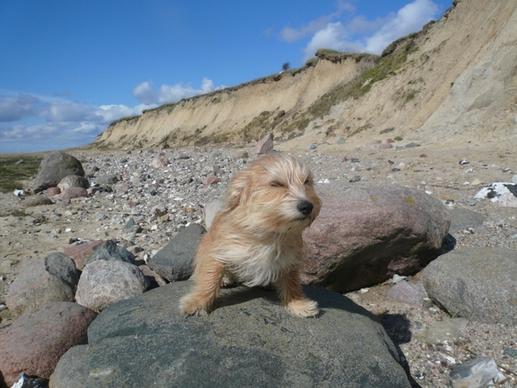 dog wind north sea