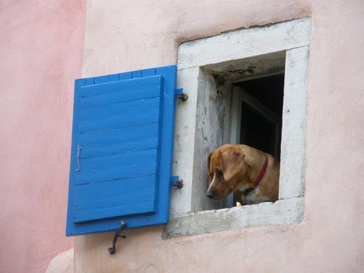 dog window funny