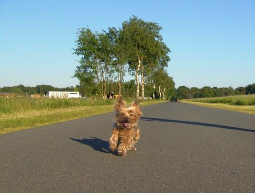 dog yorkshire terrier run