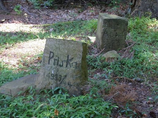 dogs pets grave