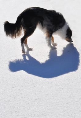 dogs shadow animal