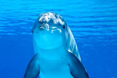 dolphin backdrop picture cute modern realistic