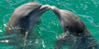 dolphins backdrop picture cute joyful couple 