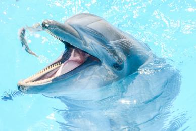 dolphins backdrop picture elegant closeup cute