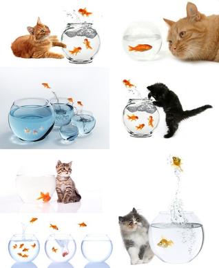 domestic cats and goldfish highdefinition picture