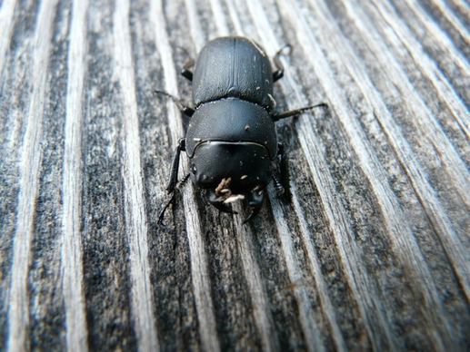 dorcus parallelipipedus beetle schr