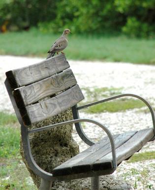 dove bird bench