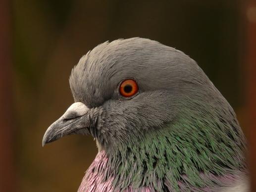dove bird head plumage