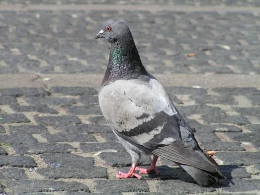 dove city pigeon animal
