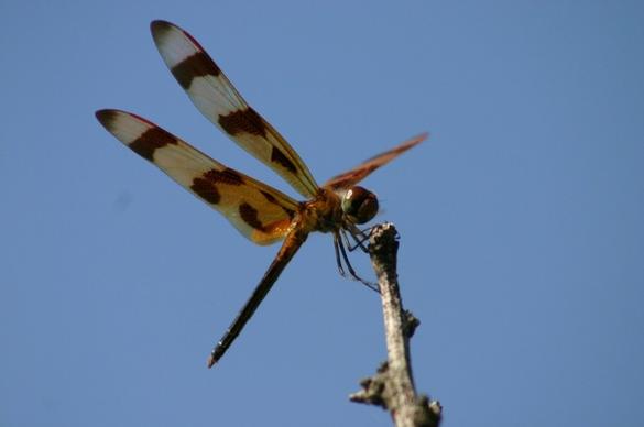 dragon fly insect
