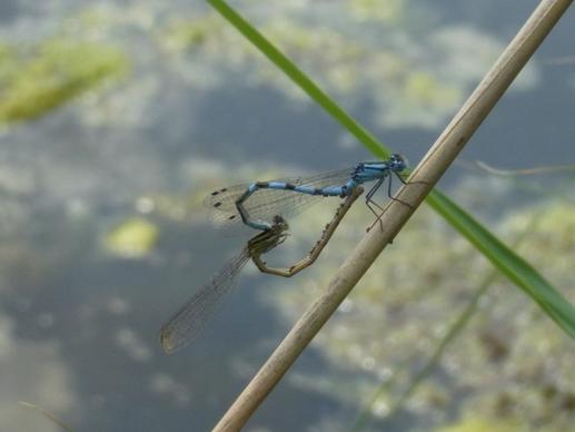 dragonflies insect water