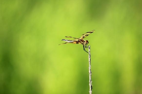 dragonfly at horicon national wildlife refuge