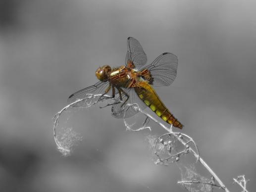 closeup of dragonfly on branch