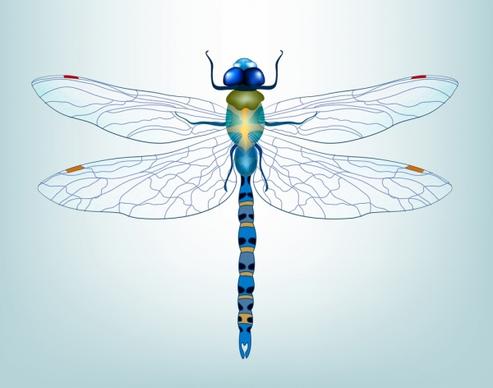 dragonfly icon 3d colored decor bottom view