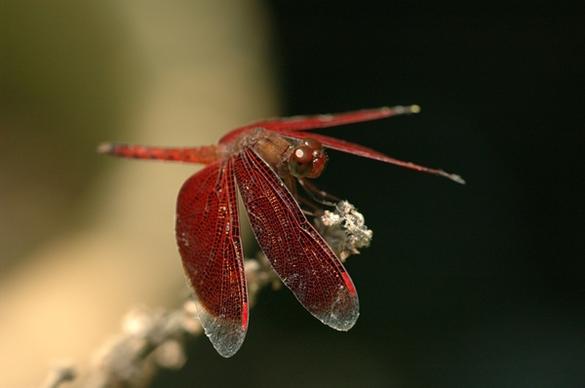 dragonfly insect red dragonfly