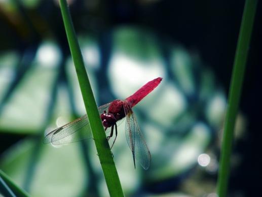 dragonfly insect red dragonfly