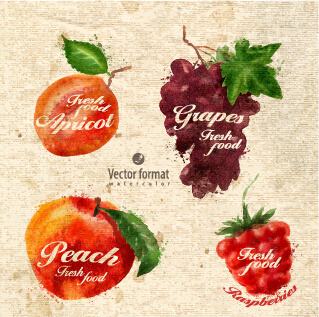 drawn watercolor fruits vector design set