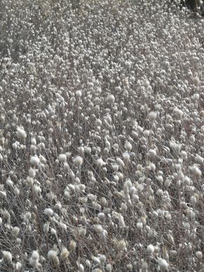 dried flowers white field