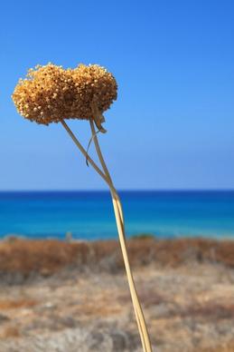 dry plant and blue sea
