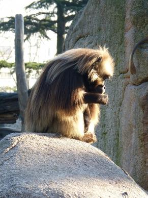 dschelada monkey males