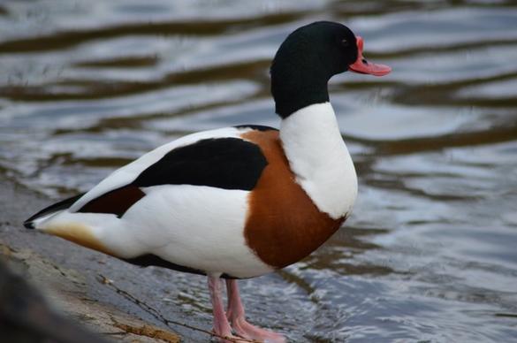 duck animal pond