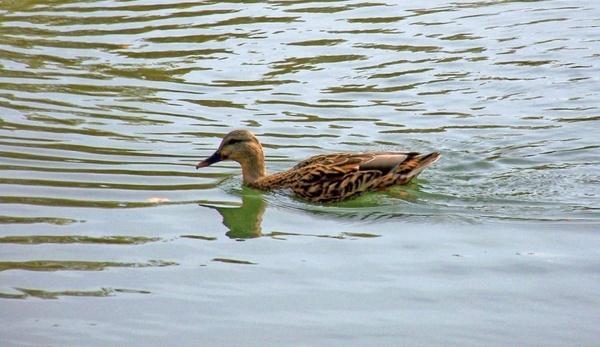duck on pond