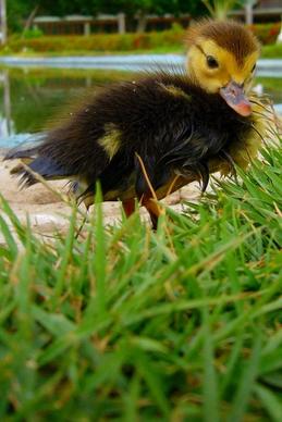 duckling grass animal