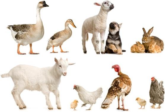 ducks and geese sheep dog rabbit chicken animal hd picture