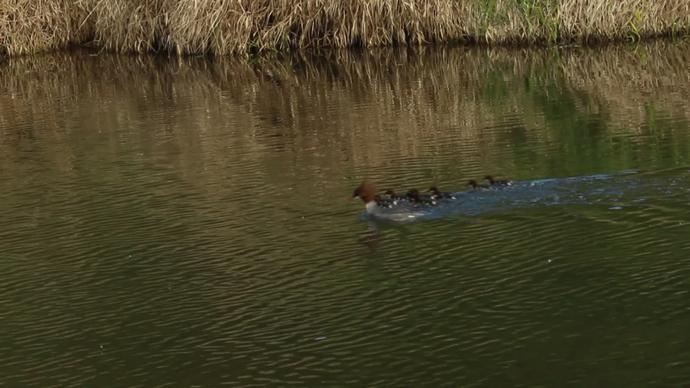ducks flock swimming on pond