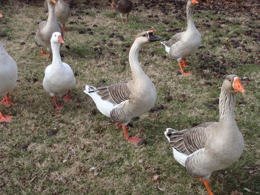 ducks geese domestic goose