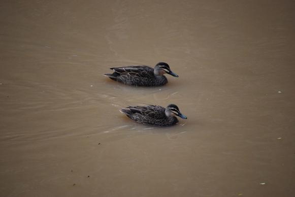 ducks in creek