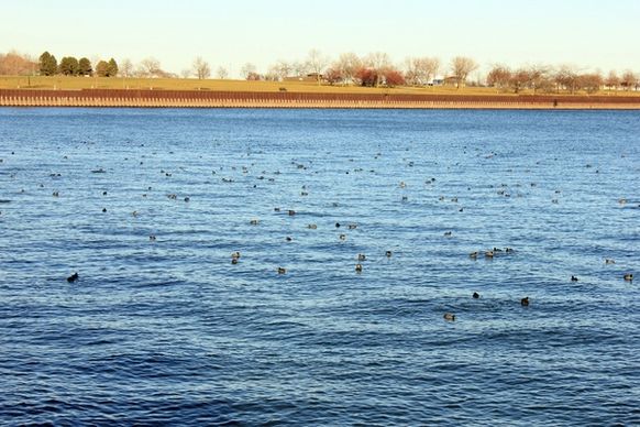 ducks in the lake in milwaukee wisconsin