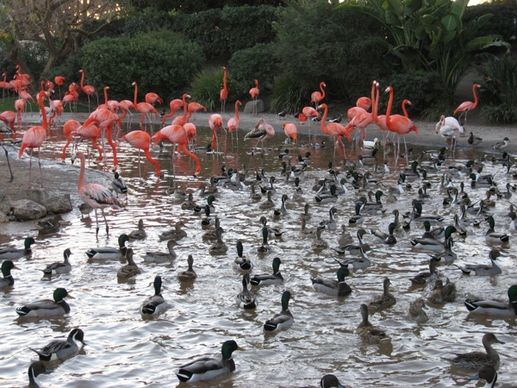 ducks pond flamingo
