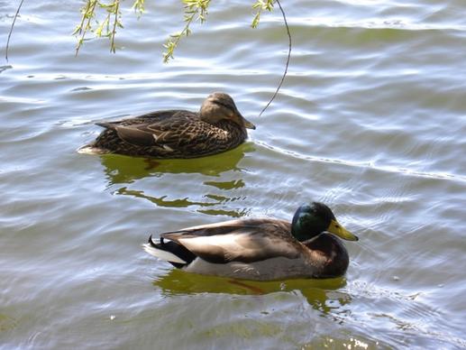 ducks water pond