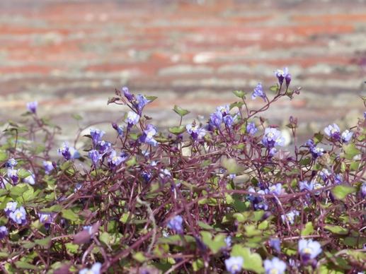 dulcimer herb flower blue