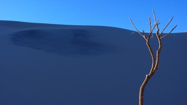 dune sand tree