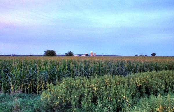 dusk over the corn fields on the badger state trail wisconsin